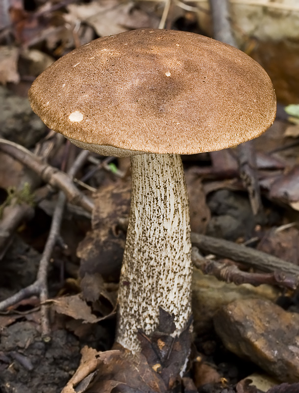 Leccinum scabrum